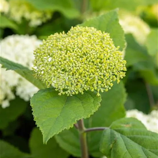 FlowerWow_Stabile_Stengel.jpg